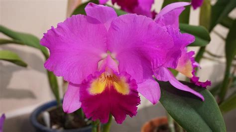 Rhyncholaeliocattleya Queen's Century