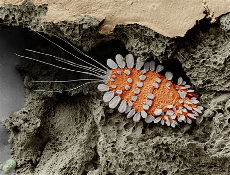 Smithsonian Insider – Primitive, bizarre, beautiful: New mite species reveal a lost world ...