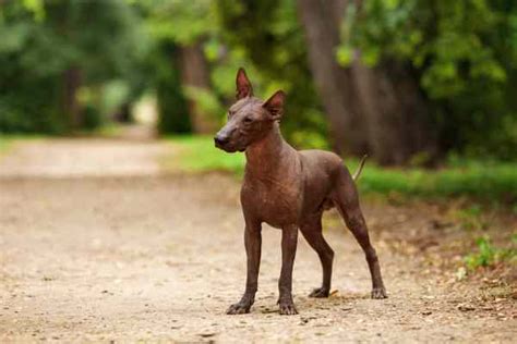 Xoloitzcuintli, The Mexican Hairless Breed Profile- Small Dog Place