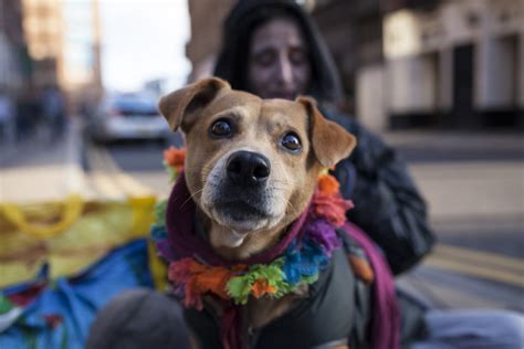 The vets who help homeless animals - Positive News - Positive News