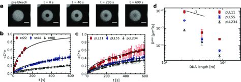 FRAP experiments of ssDNA/pLL complex coacervate droplets with... | Download Scientific Diagram