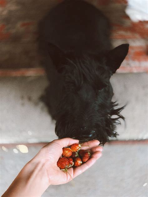 dog, smelling, fruit, food, strawberry, highland, black dog, pet ...