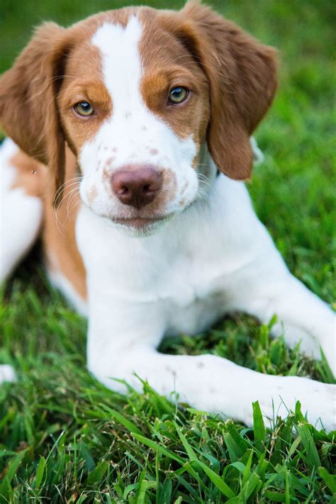 48++ Brittany spaniel puppies ideas in 2021