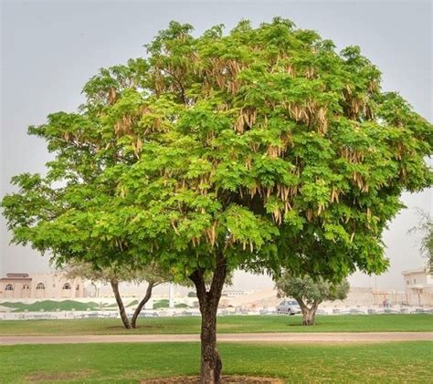 Albizia procera (Roxb.) Benth - Forestrypedia