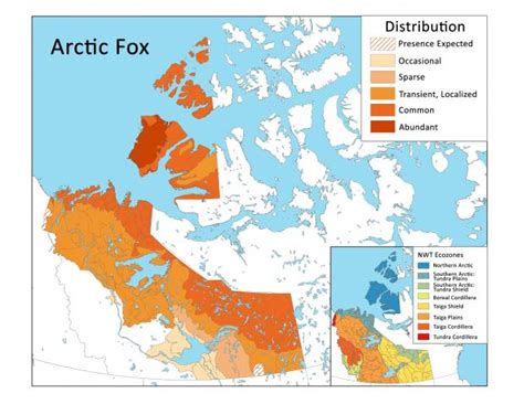 Arctic Fox | Environment and Climate Change