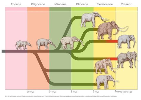 Elephant Evolution, Diagram Photograph by Gary Hincks