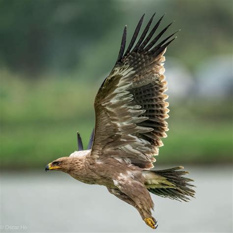 Aquila Eagle