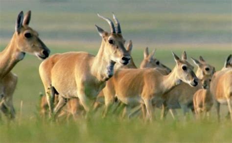 Mongolian Gazelle (Procapra gutturosa) Gazelle à Queue Blanche | Gazelle