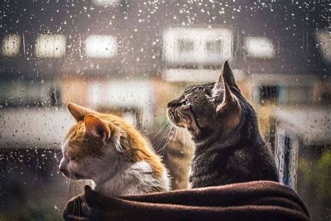 Rain .. cats stay indoors 😻 | Cats, Cat photography, Animals