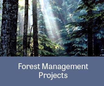 Integrated Forest Management | Forestry Management | MB&G