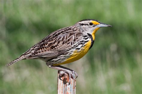 Meadowlark Nebraska's State Bird | Jim | Flickr