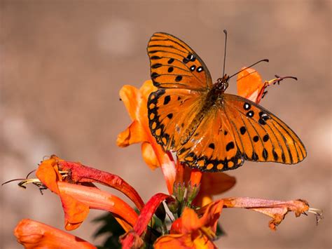 Queen Butterfly in the Desert Botanical Garden | Part of the… | Flickr