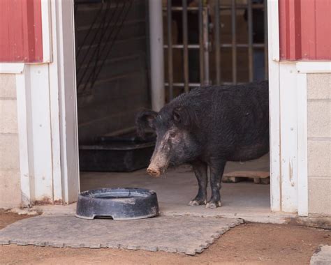 American Guinea Hog: Is This Small & Calm Breed Right For My Farm?