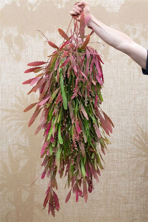 Rhipsalis ramulosa | Hanging plants, Jasmine plant, Pretty plants