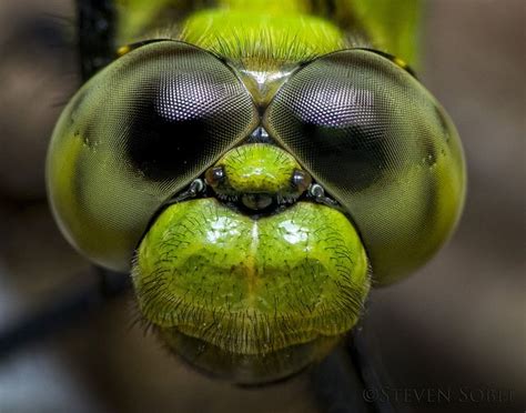 Green Dragonfly Face Stack | Dragonfly photos, Beautiful bugs, Bugs and insects