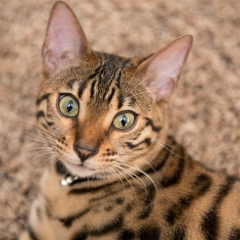 Bengal Cat breed information - Your Cat