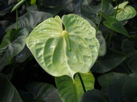 anthurium plants | Anthurium Hawaii : Anthurium Hawaii