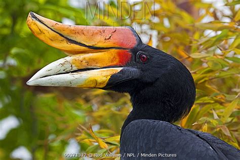 Minden Pictures - Male Rhinoceros Hornbill (Buceros rhinoceros) head in ...