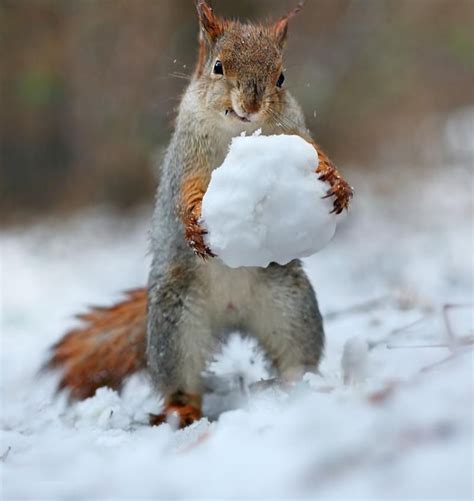 Adorable Images Of Squirrels Playing In The Snow | Cute squirrel, Animals wild, Squirrel pictures