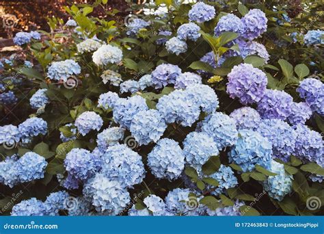 Beautiful Pastel Blue Hydrangea Flowers in Full Bloom in the Garden Stock Image - Image of ...