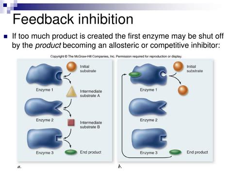 PPT - Energy, Enzymes, and Biological Reactions PowerPoint Presentation ...