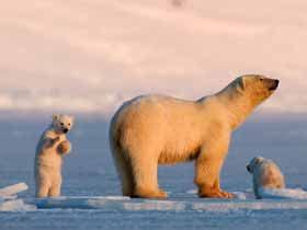 Wildlife in Norway: Guide To Norwegian Wildlife | Nature Travels