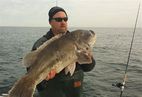 Tautog (Tautoga onitis) - delaware-surf-fishing.com