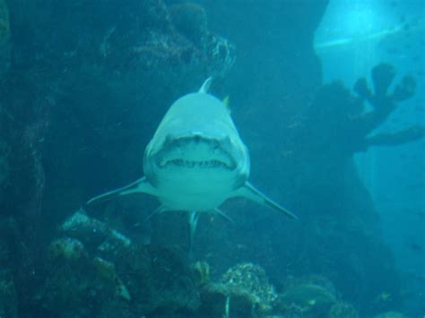 shark | New England Aquarium, Boston, MA | *Cindy* | Flickr