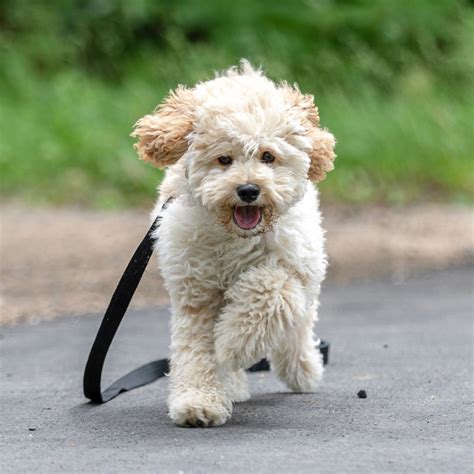 88+ Full Grown Maltipoo Maltese Poodle Mix - l2sanpiero