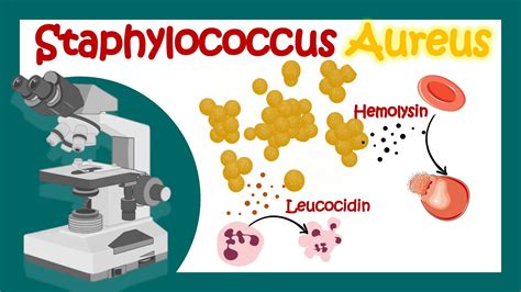 Staphylococcus Aureus, Pathology, Microbiology, staphylococcus ...