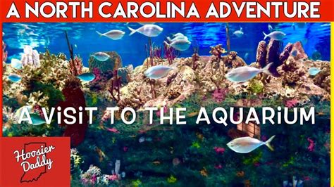 Visiting the North Carolina Aquarium at Fort Fisher | Hoosier Daddy ...