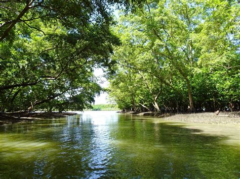 Mangrove Forest Conservation Centre | musement