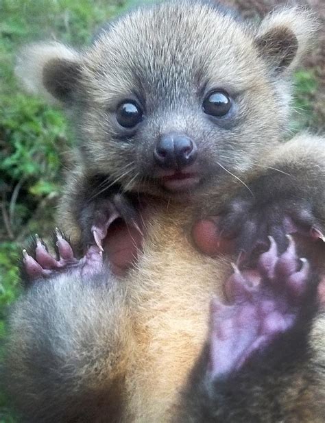 The olinguito is the smallest species in the Procyonidae family, which includes raccoons, coatis ...