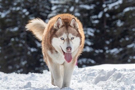 How Big Should A 10 Moold Female Husky Be