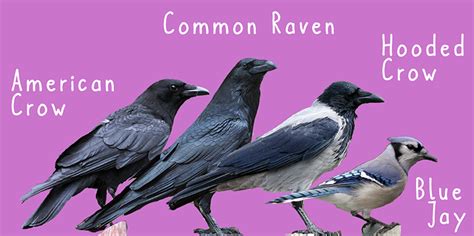 What Puzzle-Solving Crows Can Teach Us About Animal Intelligence