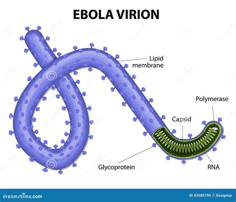 45LOVERS: structure of ebola virus