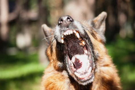 Barking german shepherd stock image. Image of barking - 77613265