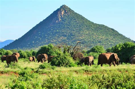 Саванный слон, Loxodonta africana, African Savanna Elephan… | Flickr