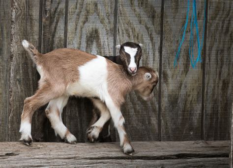 15 Best Goat Breeds for Pets - PetHelpful