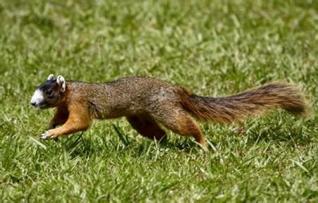 Gene's Green Scene: Wildlife Wednesday - Florida's Fox Squirrel Registry