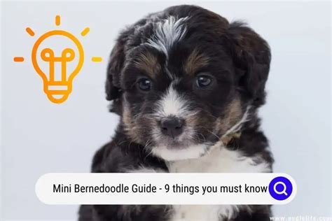 Bernedoodle Dog Training (Puppy To Adult) - OodleLife®