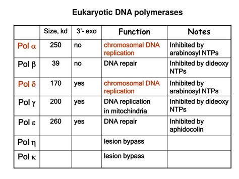 PPT - DNA replication in eukaryotes PowerPoint Presentation, free download - ID:4571475