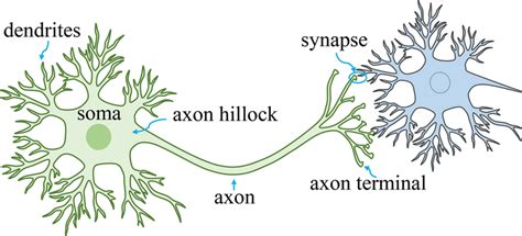 Dendriten Synapse