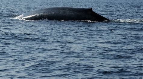 Antarctic blue whales belong to three populations, study finds