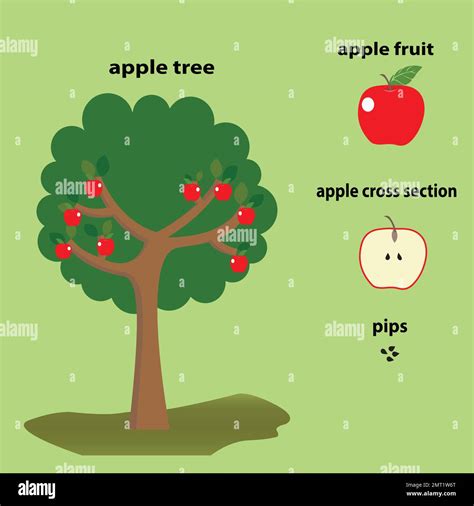 Apple education teaching resources with apple tree, apple fruit and ...