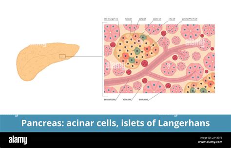 Islets of Langerhans. Pancreatic islets contain endocrine cells: alpha, beta, delta, PP or gamma ...