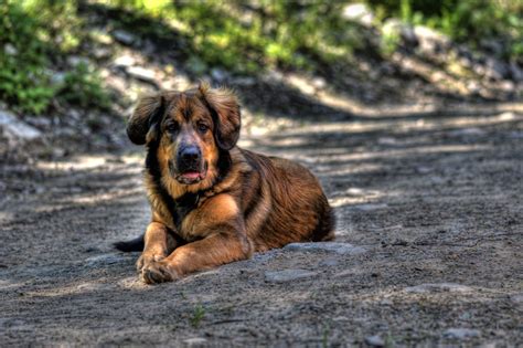 Mountain Mastiff (Bernese Mountain Dog-Mastiff Mix) Info, Puppies, Pictures