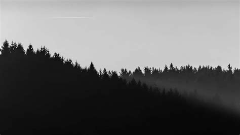 Download 4k Minimal Black And White Forest Wallpaper | Wallpapers.com