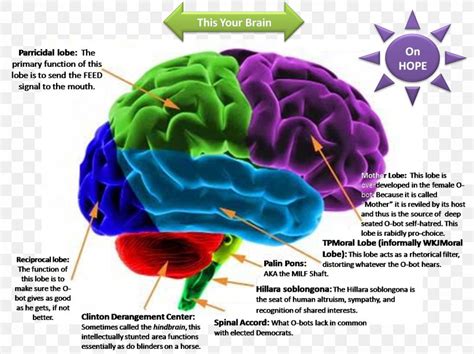 Human Brain Lateralization Of Brain Function Cerebral Cortex Nervous ...