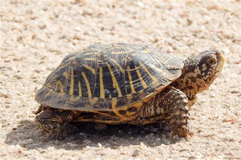 Ornate Box Turtle Habitat & Management Information - LandPKS